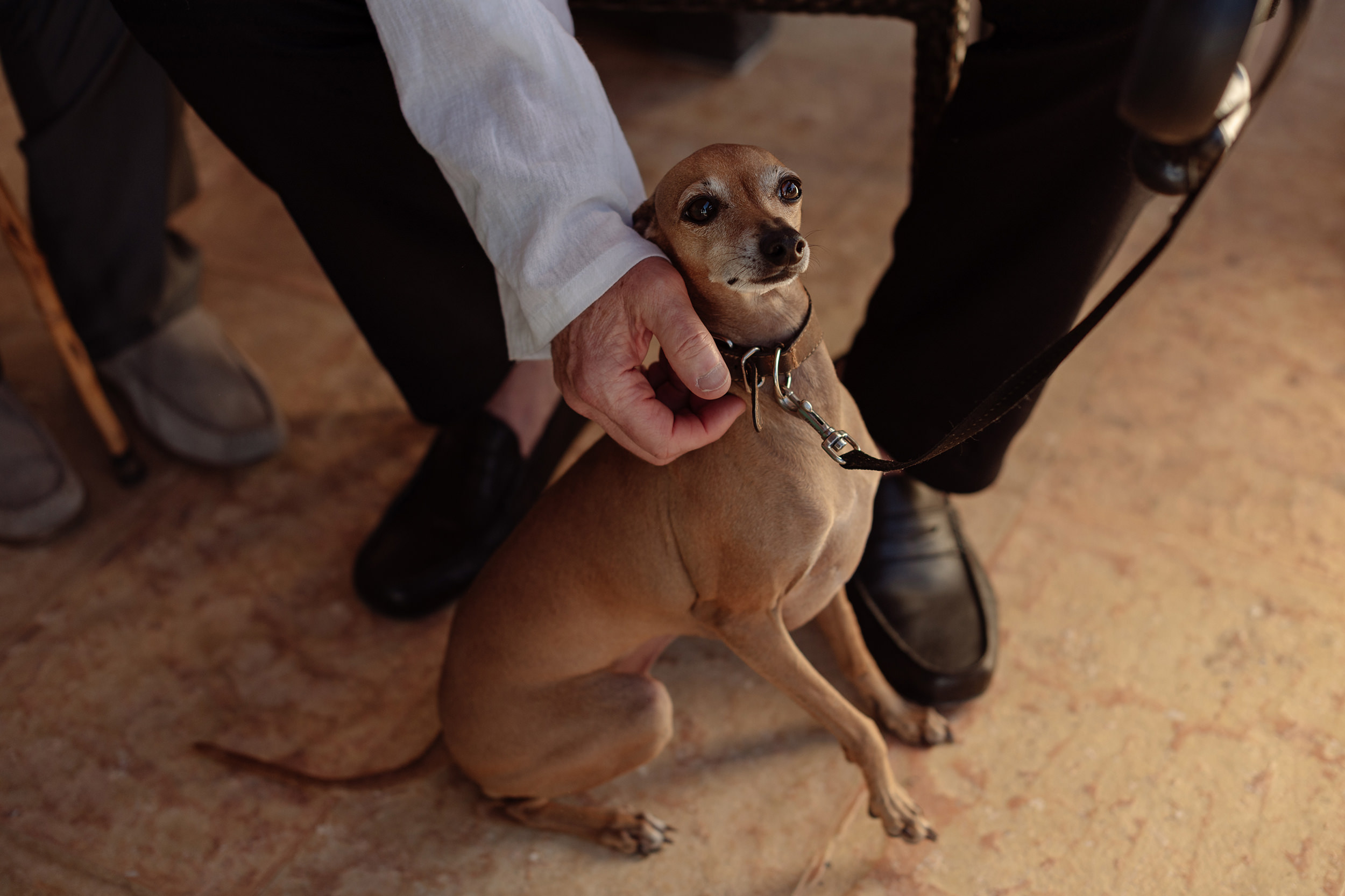 Uno de los perros de la pareja recibe una caricia durante la celebración